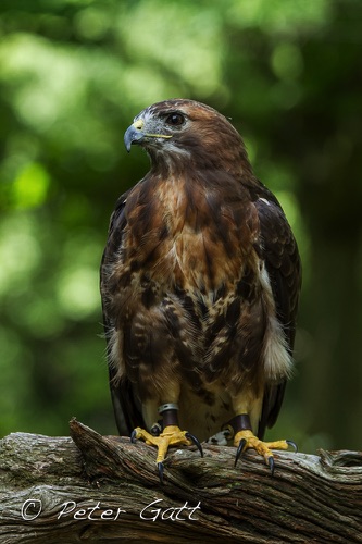 Birds Portrait03.jpg